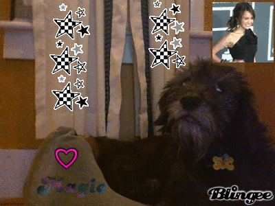 My Dog Magic My Dog Magic