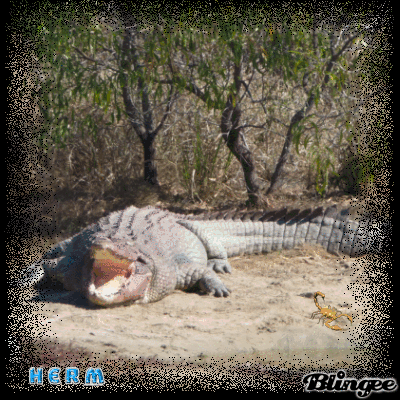 Er Hat Eure Hunde Und Katzen Zum Fressen Gern Bild 116510683 Blingee Com