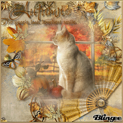 Cat Cat