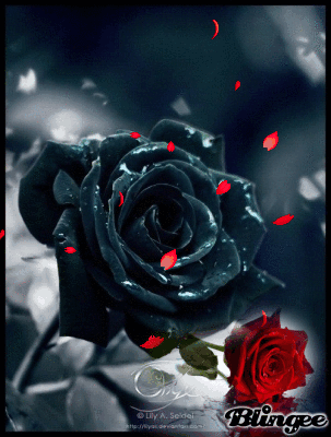 Immagine Rosa Nera 117108049 Blingee Com Carta da parati tumblr cartaparati da ragazza sfondi con citazioni cellulare carta da parati wallpaper per telefono wallpaper iphone disney idee foto instagram carta da parati con mele poster d'epoca. blingee com