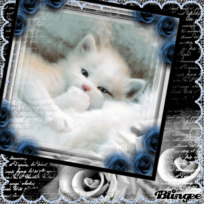 Immagine Tenerissimo Gattino Con Gli Occhietti Che Si Muovono 117139450 Blingee Com