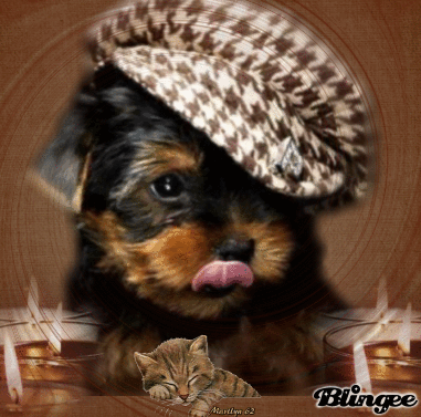 LITTLE GANGSTER ... PETIT GANGSTER ... LITTLE GANGSTER ... PETIT GANGSTER ...