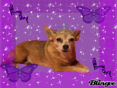 purple puppy purple picture 117226988 blingee purple puppy purple picture 117226988 blingee