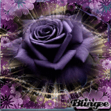 ROSA MORADA