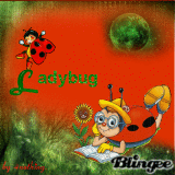 ladybug