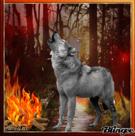 lonely wolf in fire