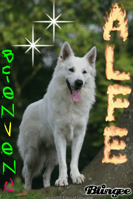 Pour Alf1