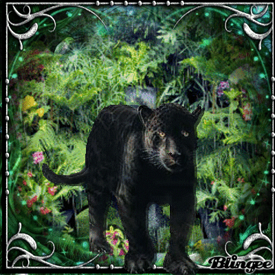 Majestic Black Panther of the Jungle Picture #117945748 | Blingee.com