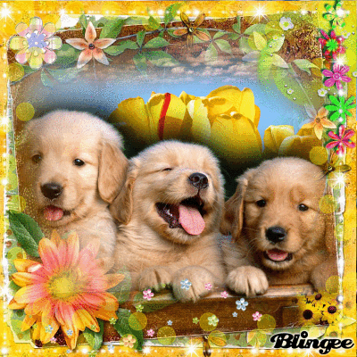 Cuccioli Codici E Download Di Immagini Animate 117965836 666154763 Blingee Com