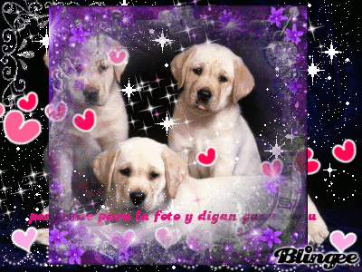 Codigos Y Descargas De Fotos Animadas Perritos Tiernos 118263998 668899505 Blingee Com This entry was posted in animales and tagged animalitos de selva imagenes, imagenes animalitos para bebes, imagenes de animales tiernos on octubre 26, 2014 by dani. blingee com
