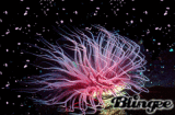A tube anemone, or tube dwelling anemone, lives in a mucous tube on the muddy bottoms of coastal waters