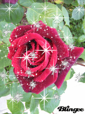 Montages GIF pour ton Blog
