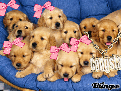 pics of puppys puppys picture 118773744 blingee pics of puppys puppys picture 118773744 blingee