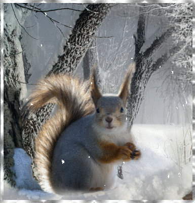 Red Squirrel (Squirrels) (Winter) Picture #118910689 | Blingee.com