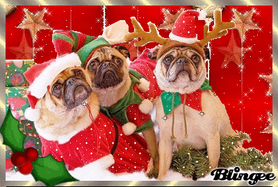 the christmas pugs picture 119227348 blingee com merry christmas ecard free
