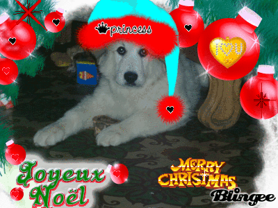 mon chien
