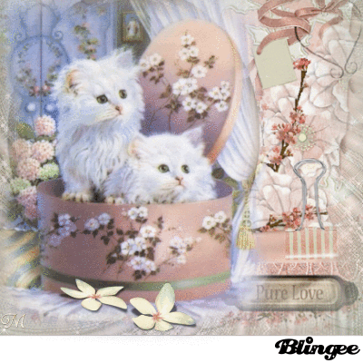 sweet cats sweet cats