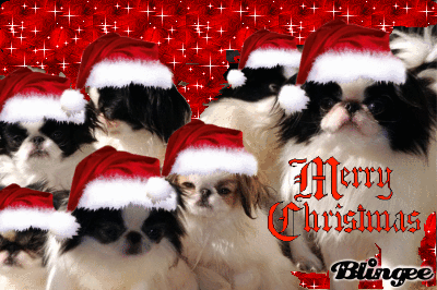 Chin Merry Christmas Images Merry Christmas From Sue Threadgold Japanese Chins Picture 119619180 Blingee Com