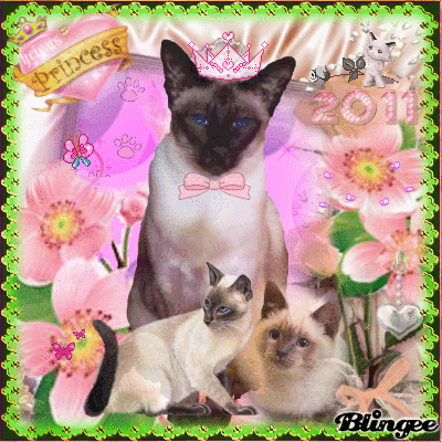 For all the love and wonderful cat friends "Happy New Year" For all the love and wonderful cat friends "Happy New Year"