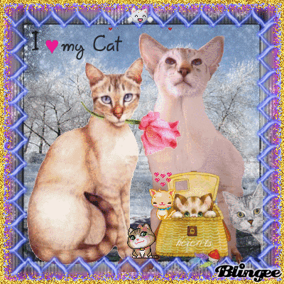 I love my Cat I love my Cat