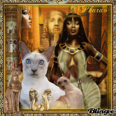 My beloved cat Pharao My beloved cat Pharao