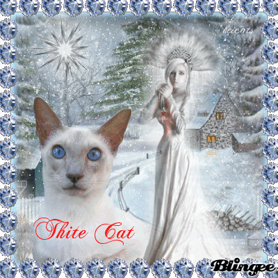 White Cat White Cat