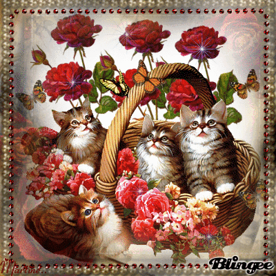 Adorables petits minous !