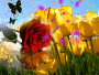 the Flowers of spring
