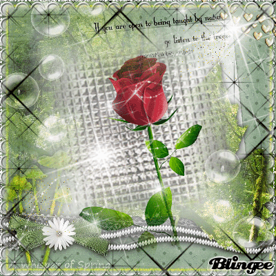 red rose red rose