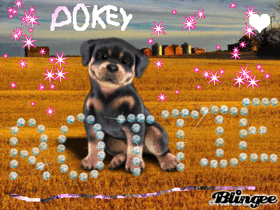 pokey rottie