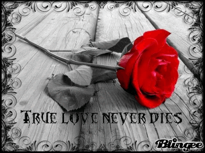 download true love is never die download true love is never die