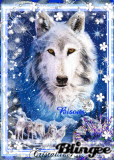 **** Beauté Animalière **** **** Beauté Animalière ****