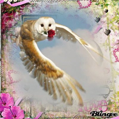 La chouette à la rose rouge...