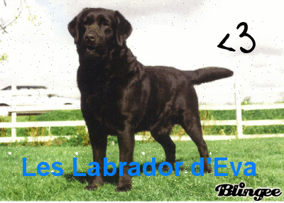 chien chien