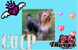 mi perro chip