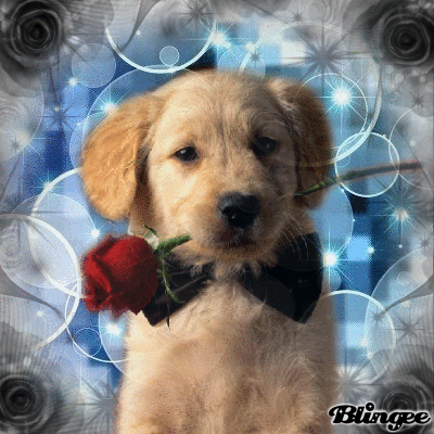 sweeter hund