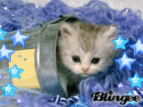 pretty kitty