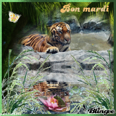 BON MARDI TIGRE