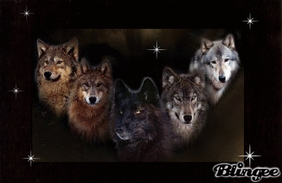 5 Lupi Immagini Animate Da Condividere 123689254 Blingee Com