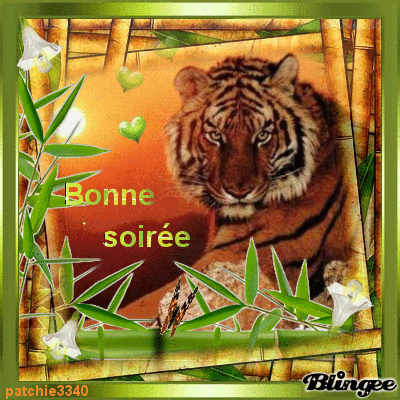 BONNE SOIREE TIGRE