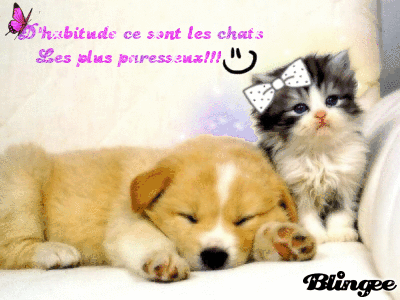 Chat et Chien