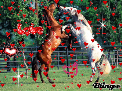 caballos enamorados Picture #123960759 | Blingee.com