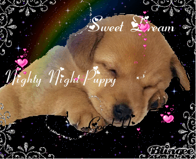 12+ Good Night Gif Cute Dog Pictures