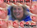 rose bud
