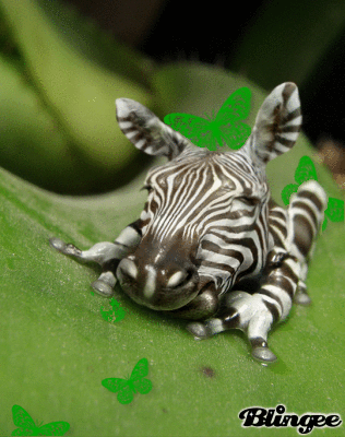 Zebra Frog