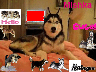 Mishka Talking Dog
