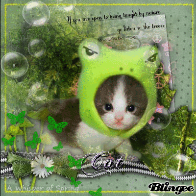 cat