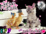 Animal lovers <3!