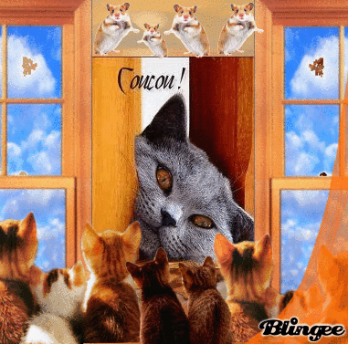 COUCOU MA DIVINE FELINE