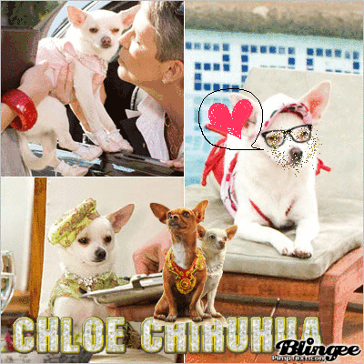 Beverly Hills Chihuahua Chloe